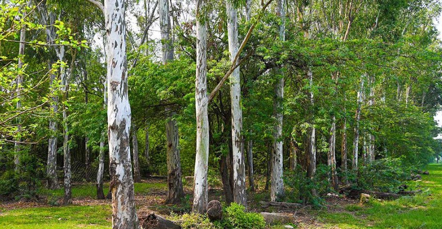 Bir Bunerheri Wildlife Sanctuary